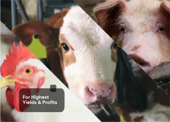 Quality Feed Solutions for Dairy